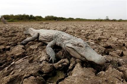 Cocodrilos al borde la muerte por sequía en Paraguay