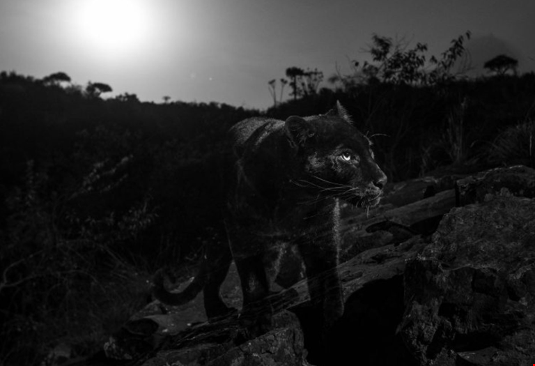 Lograron retratar al mítico leopardo negro en África por primera vez en un siglo