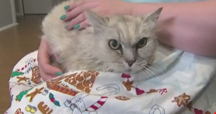 Milagro navideño: Una gata vuelve al hogar del que huyó hace 14 años