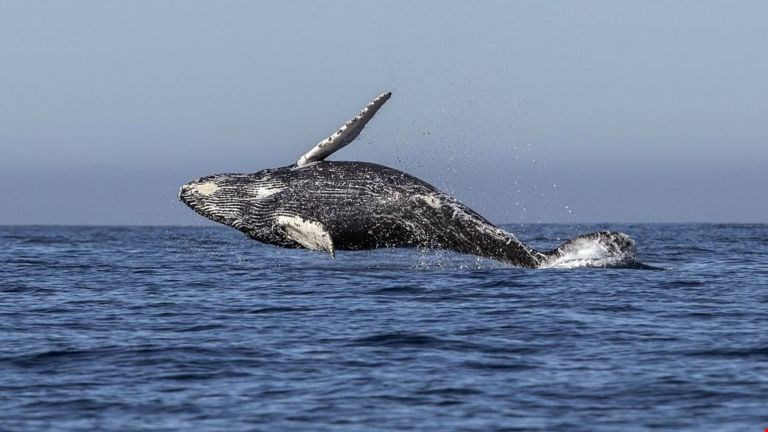 Japón insiste en cazar ballenas contra la opinión de gran parte del mundo ¿Por qué?