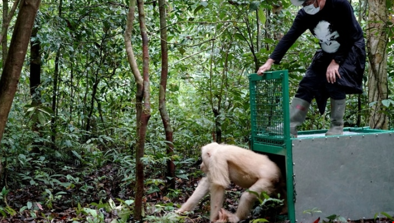 Liberaron a la única orangutana albina del mundo