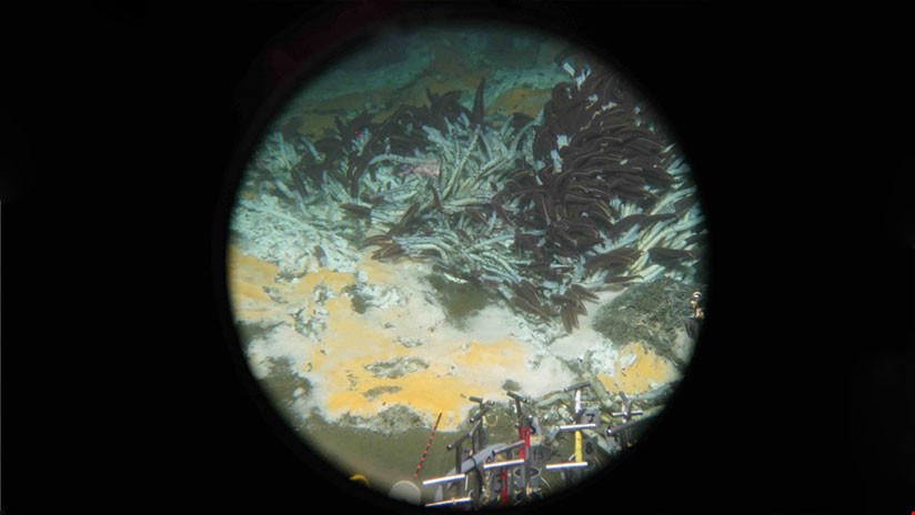 Descubren microbios de aguas profundas que "engullen" gases de efecto invernadero