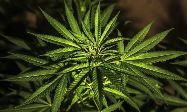 Massachusetts se suma a la venta legal de marihuana recreativa