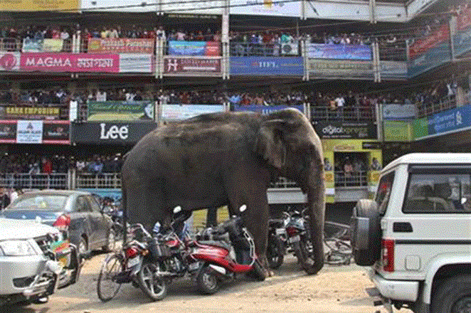 Una elefante salvaje destroza casas en el oeste de la India