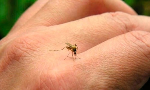 Hawái se declara en emergencia por el dengue