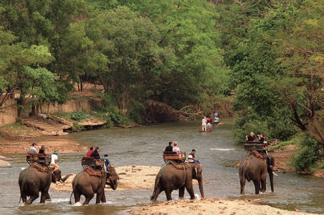 Elefante mata a turista en Tailandia