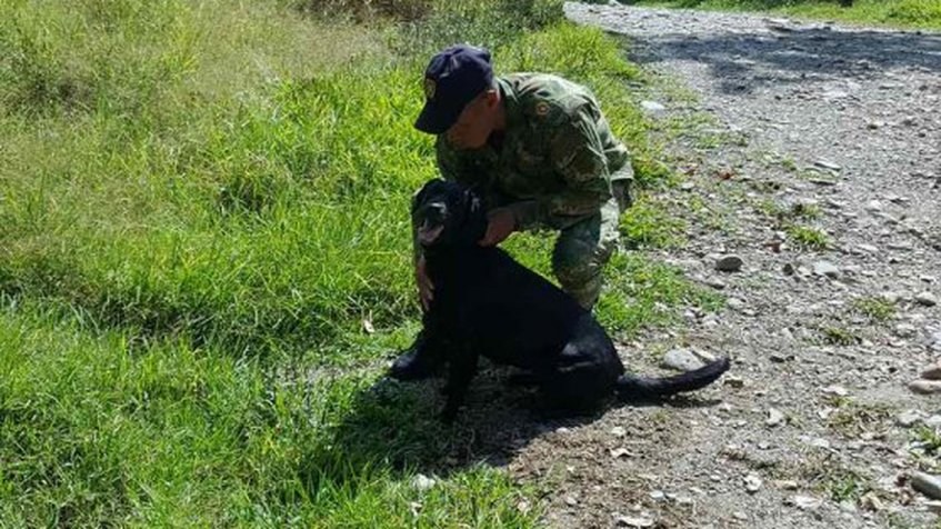 Perro antiexplosivos muere y salva a 30 soldados en Colombia