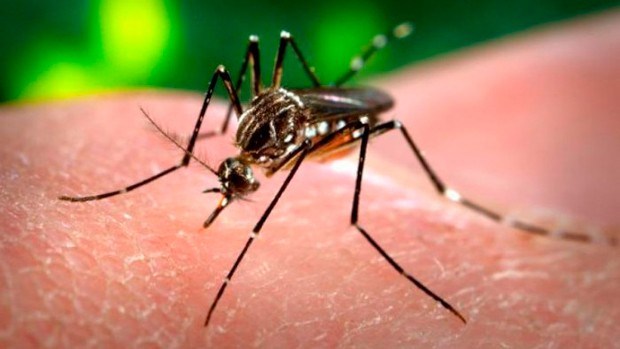 EE.UU. confirma tres casos de Zika en la Florida