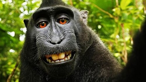 EEUU: la Justicia rechazó que un mono tenga derechos de autor por una selfie