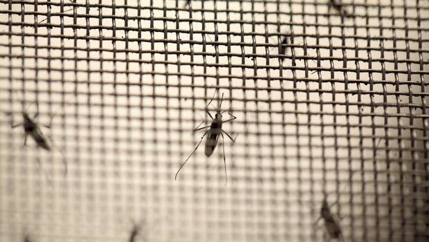 Confirman primer caso de Virus Zika autóctono transmitido por vía sexual en Chile