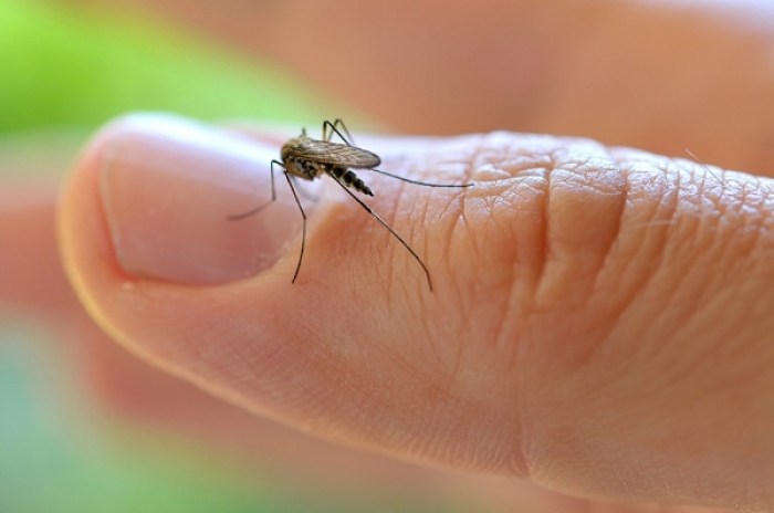 Cuba anuncia su primer caso de zika, importado de Venuezuela