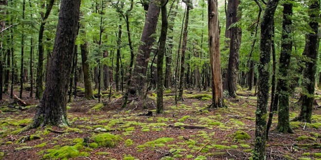 Una quinta parte de las plantas del mundo está en peligro, según estudio