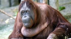 Muere por eutanasia una orangután de un zoológico en Chicago