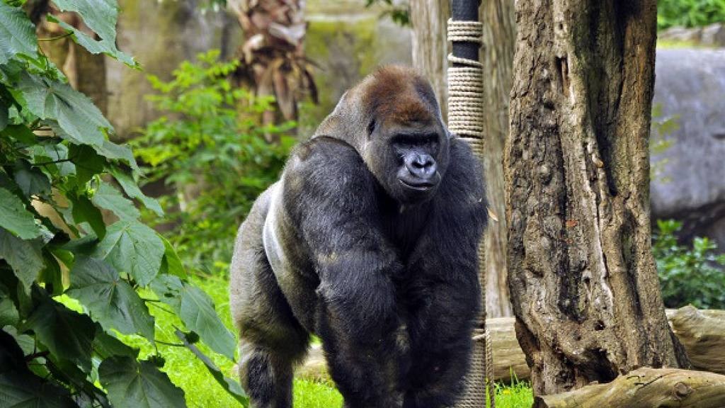Sacrifican a gorila en zoo de Ohio para proteger a un niño