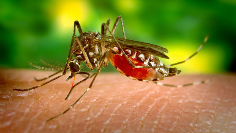 Biólogos descubren cómo hacer a los humanos 'invisibles' para los mosquitos