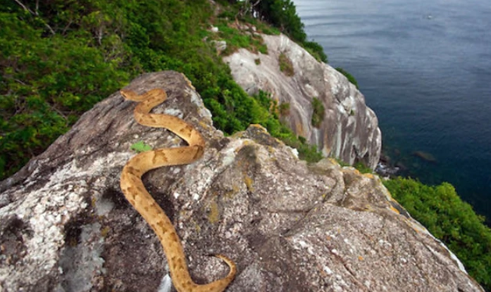 Cómo es la isla prohibida donde viven las 4 mil serpientes más venosas del mundo