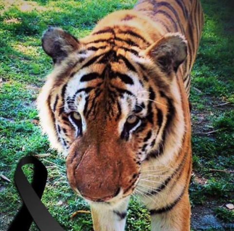 Murió Silver, uno de los tigres de bengala en el Parque Zoológico Nacional