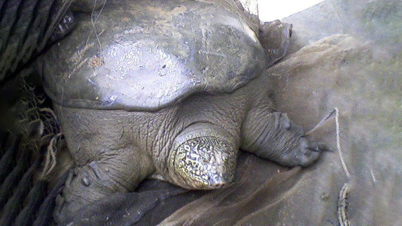 Muere una de las tortugas más amenazadas del mundo: solo quedan tres de su especie