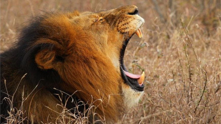 El cazador furtivo que murió aplastado por un elefante y acabó devorado por leones