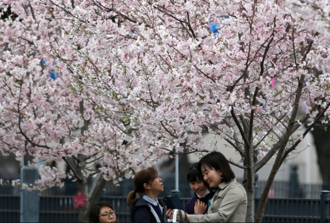 El espectáculo natural de los cerezos en flor, el negocio que cada año mueve miles de millones de dólares en Japón