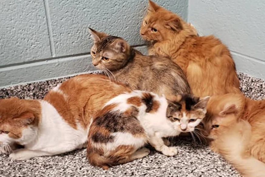 Mujer en Michigan tenía recluidos a 88 gatos que vivían en situaciones deplorables