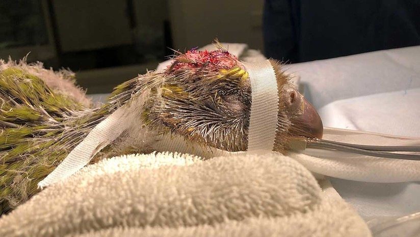 (Video): Un loro en peligro de extinción se convierte en la primera ave sometida con éxito a cirugía cerebral