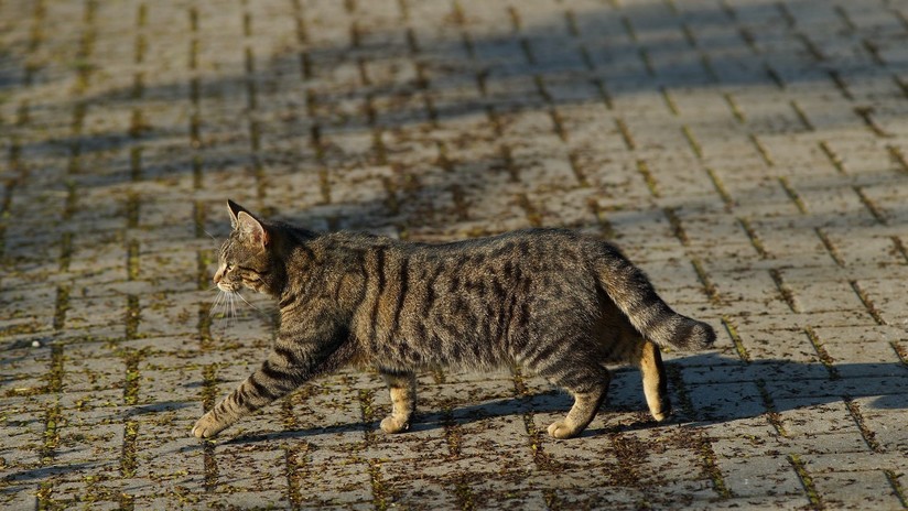 VIDEO: Un gato se cuela en la pasarela de Christian Dior y orina a una espectadora