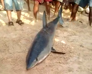 (Video): Atrapan tiburón en playa de Sosúa