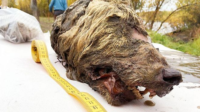 La impresionante cabeza de un lobo gigante de más de 30.000 años hallada en Siberia con los colmillos y el cerebro intactos