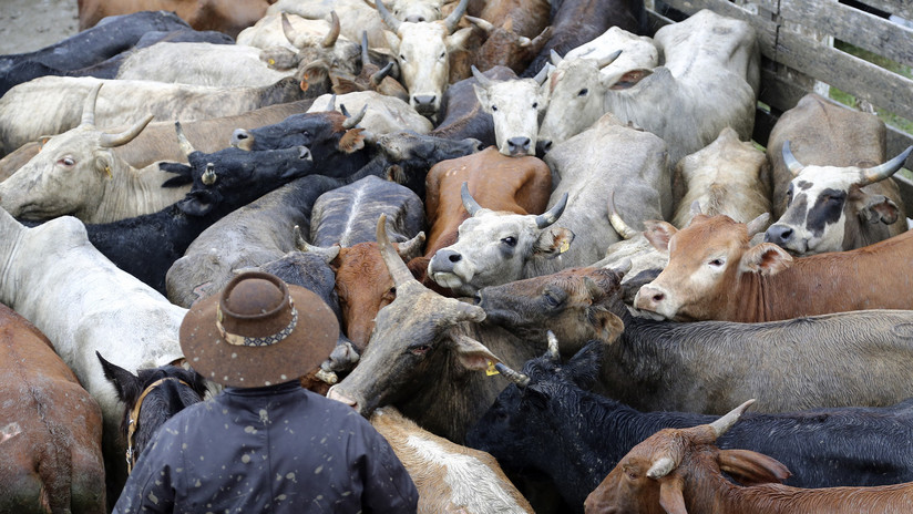Confirman en Brasil un caso atípico del mal de la 'vaca loca'