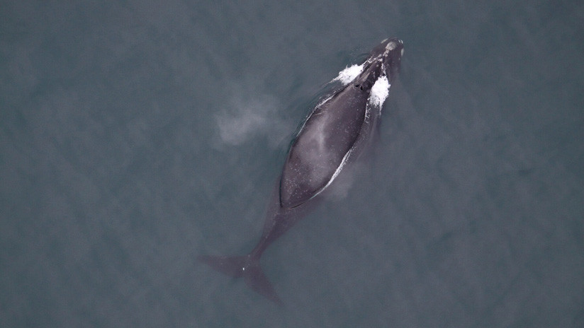 (Video): Graban el canto de una ballena franca por primera vez en la historia