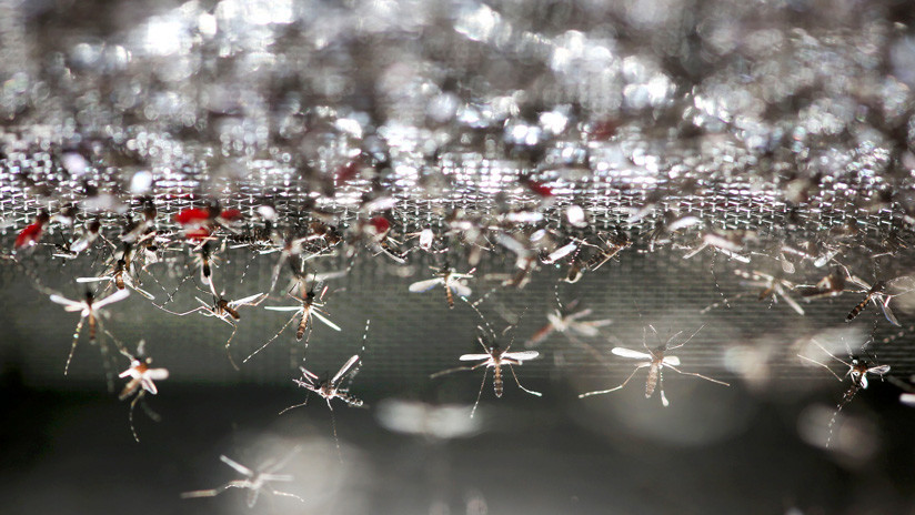 Alerta en hospitales: Descubren que el 90 % de los insectos voladores portan peligrosas bacterias