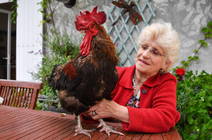 Fue aplazado el insólito juicio contra el gallo Maurice en Francia