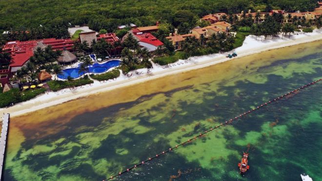 Cómo el sargazo que afecta el Caribe mexicano se convirtió en la floración de algas más grande del mundo