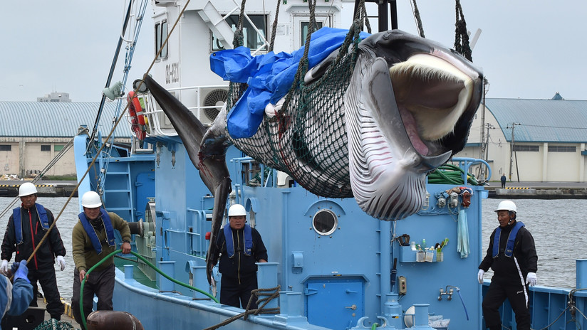 Japón reanuda la caza de ballenas tras 31 años de suspensión