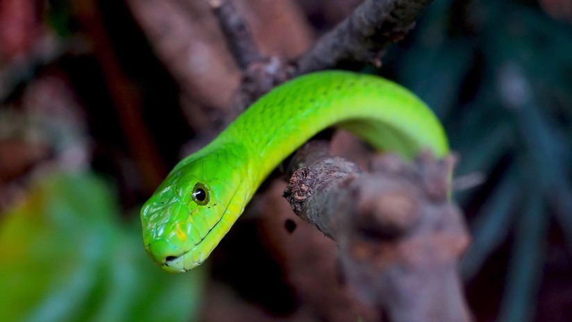 Una mujer es despertada por una serpiente en un hotel en EE.UU.