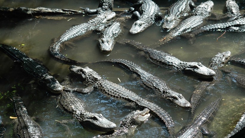 Hallan a 10 caimanes devorando el cadáver de un menor en un lago de Florida