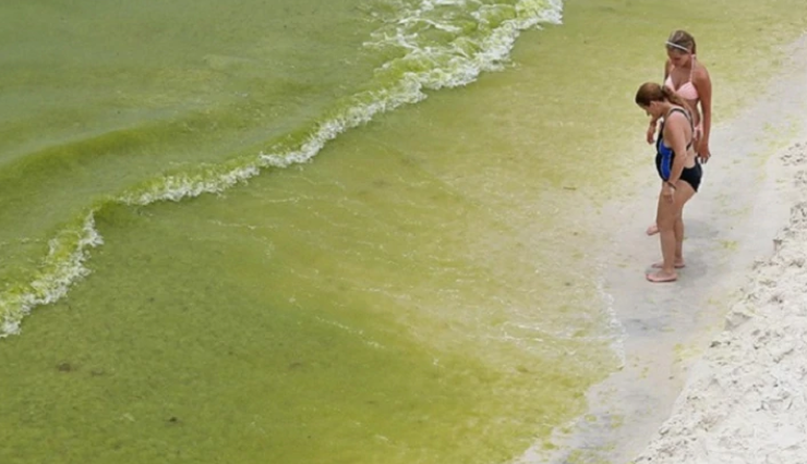 Cerraron las 21 playas del Golfo de Misisipi por un alga tóxica que causa vómitos, diarreas y eurpciones en la piel
