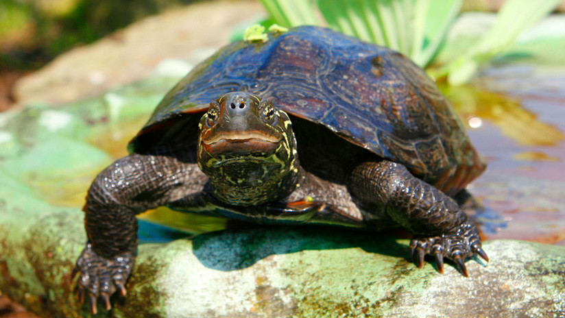 Descubren que unas tortugas son capaces de elegir su sexo antes de nacer