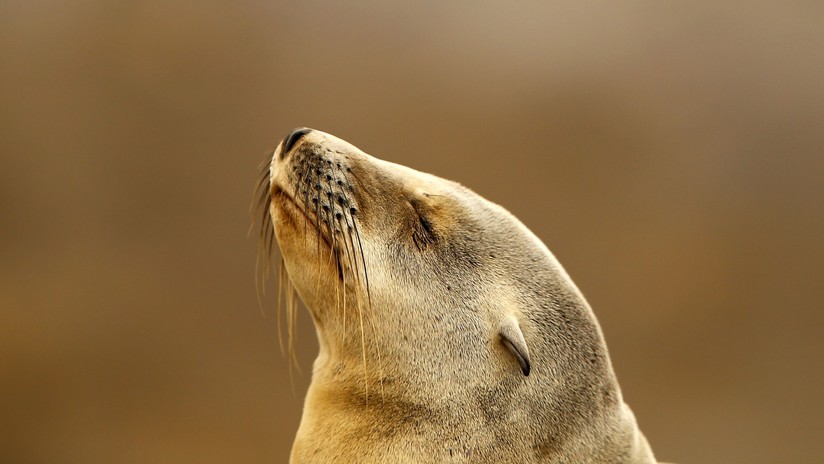 Dramáticas imágenes de focas 'ahorcadas' por anillos de plástico exponen el impacto de la contaminación ambiental