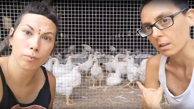 El 'santuario animal' español que se volvió viral tras separar a los gallos de las gallinas para evitar "que las violaran"