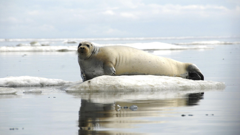 Alarma en las costas de Alaska por la muerte de casi 300 focas en menos de un año