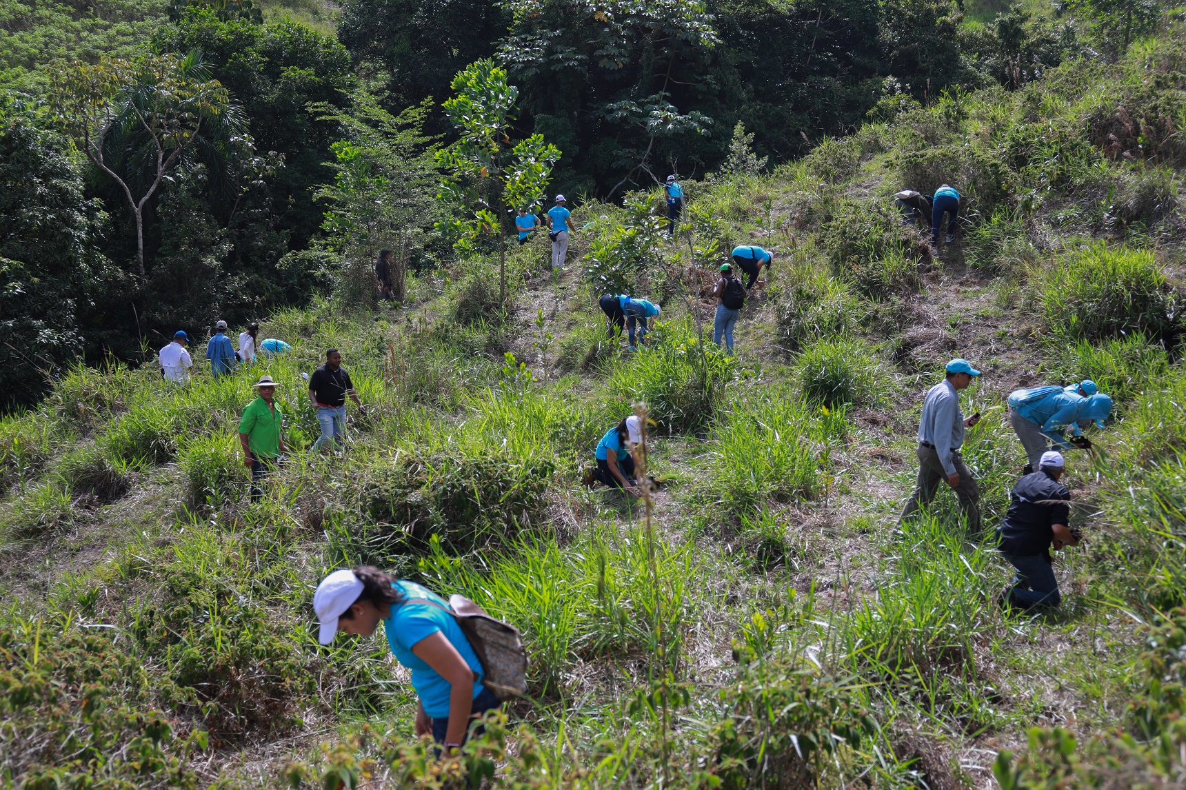 Grupo Popular contribuye a la regeneración boscosa de la cuenca alta del Ozama