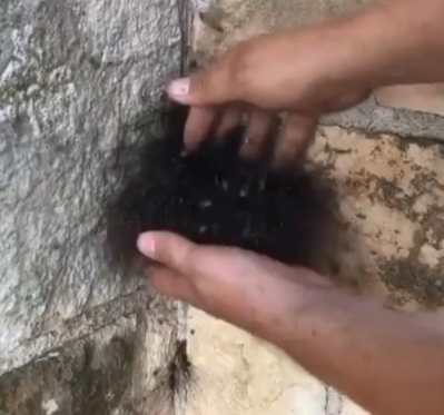 El espeluznante momento en que un hombre desbarata un nido de insectos en su casa en Texas