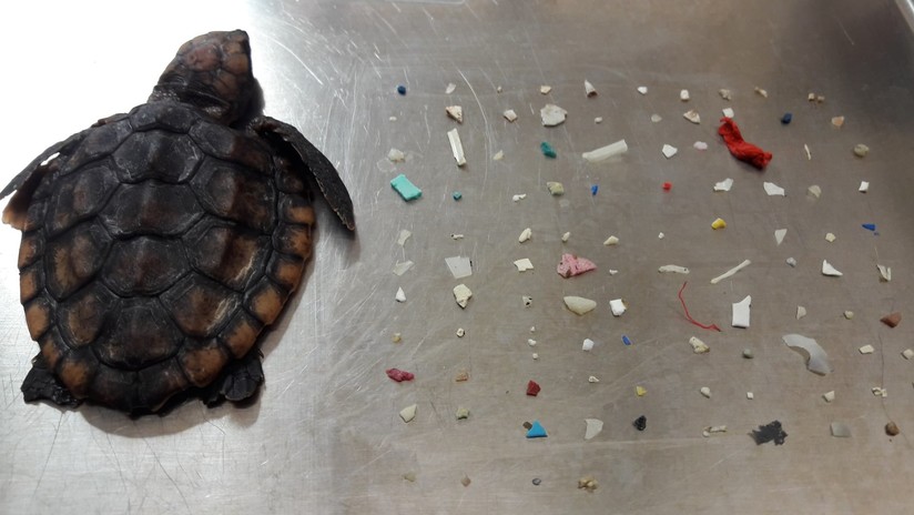 Una cría de tortuga muere después de tragarse 104 pedazos de plástico