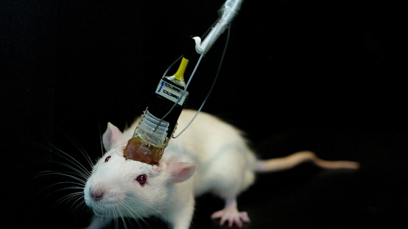 Científicos logran mantener vivos durante semanas unos cerebros extraídos de ratones
