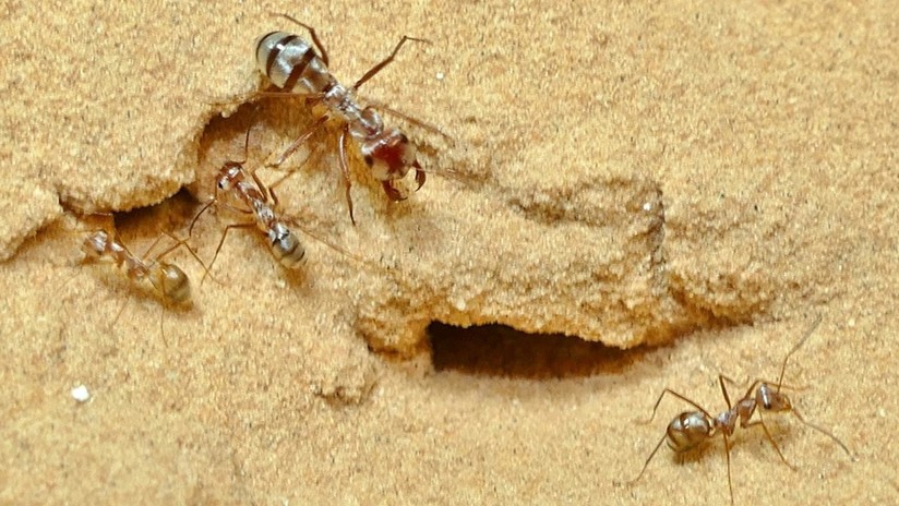 Identifican a la hormiga más rápida del mundo en el norte del Sahara