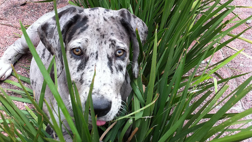 (Video): Nace un perro verde en EE.UU.