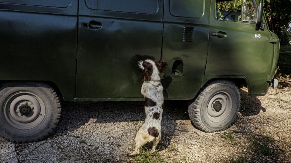 En Cuba preparan escuadrón de perros para detectar dinero