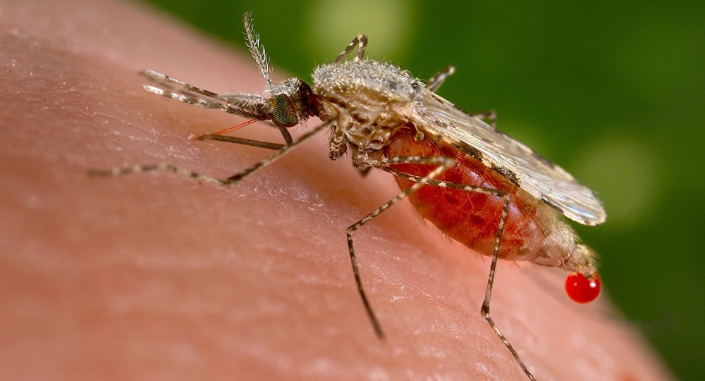 Propuestas para eliminar el dengue: ¿esterilizar a los mosquitos?